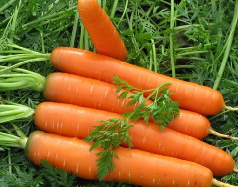 Морковь сеем в строчку