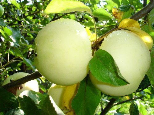 Яблоки сорт белый налив