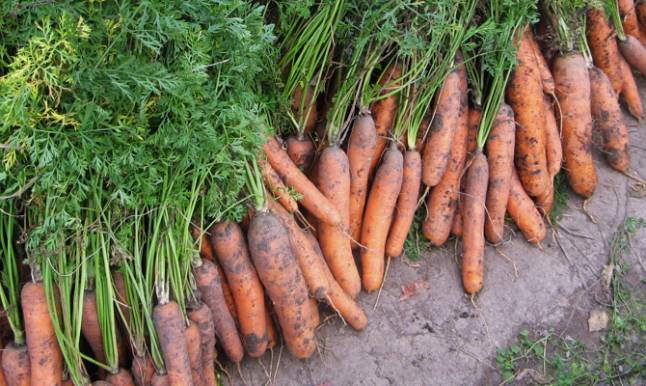  Весенняя посадка моркови: соблюдаем правила