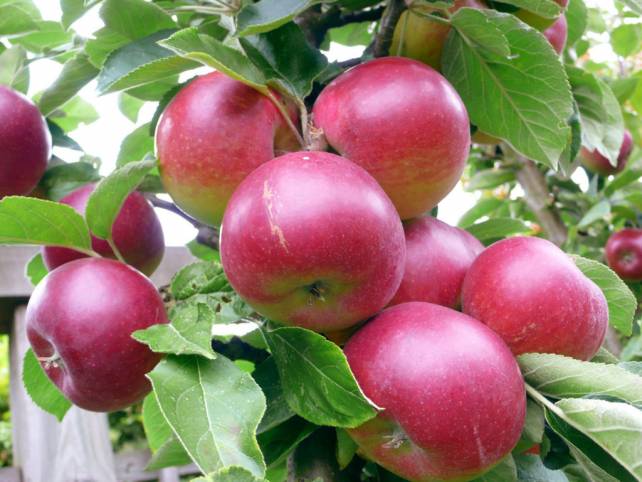 Как повысить урожайность яблони