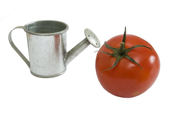 Рецепты подкормки томатов