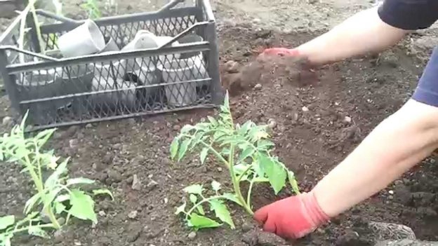 Способ посадки переросшей рассады помидоров