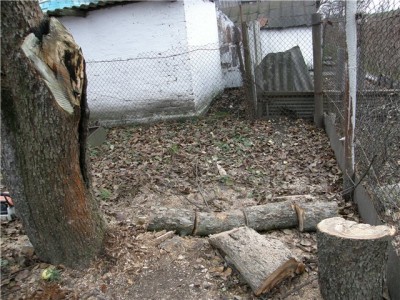Сульфатом железа можно дезинфицировать дупла деревьев