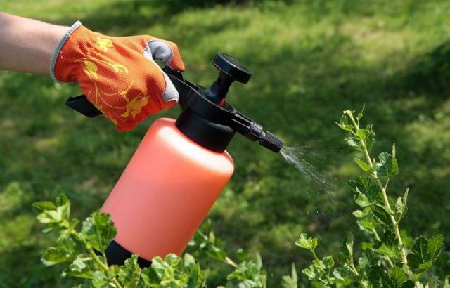 Какие инсектициды лучше использовать для защиты сада