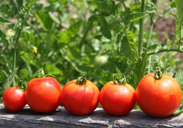 Использование спелых плодов для ускорения созревания томатов