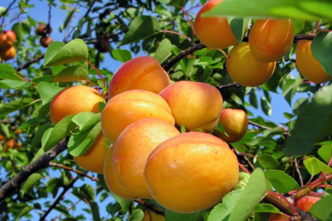 6 абрикосовых правил