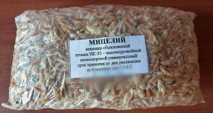 мицелий для выращивания грибов вешенка