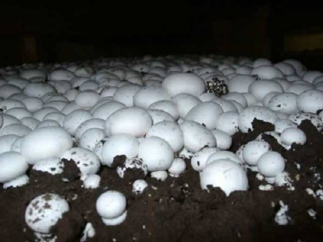 Мицелий для выращивания грибов разных сортов