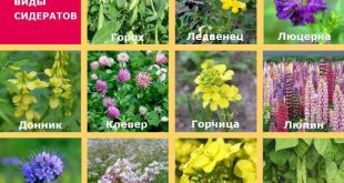 Лучшие сидераты для удобрения почвы