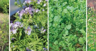 сидераты и в чем их преимущество