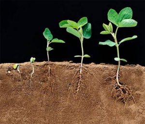 Как ускорить рост растений