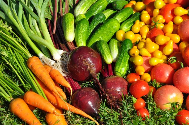 как выбирать зарубежные семена овощей