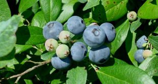 Голубика высокорослая