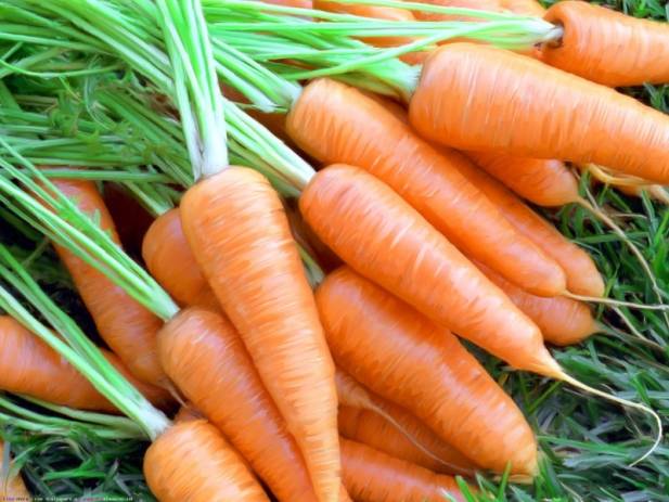 Способ посадки моркови в рейках