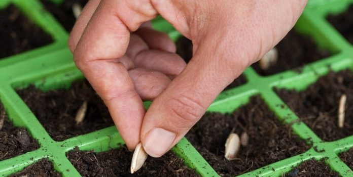 Как правильно посадить кабачки семенами