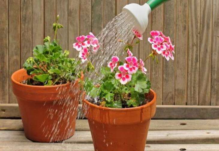 Как поливать цветы пеларгонии (герани) правильно
