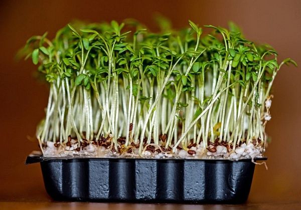 Как посадить и вырастить кресс-салат, кочанный и листовой салат