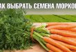 Какие семена моркови лучше выбрать для посадки