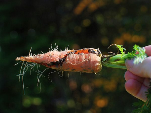 Почему морковь лопается в земле