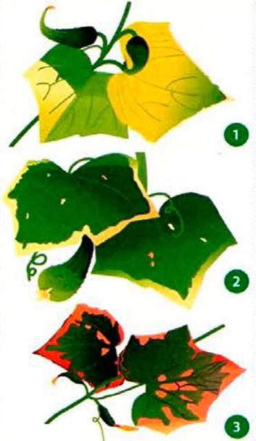 Как определить чего не хватает огурцам по листьям