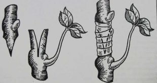 Прививка одревесневшим черенком в зеленый побег в расщеп
