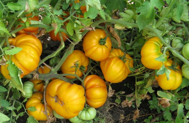 Секреты выращивания высокорослых крупноплодных томатов-гигантов