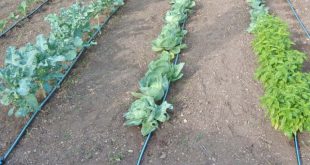 капельный полив капусты