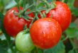 Как выращивать томаты в ведрах