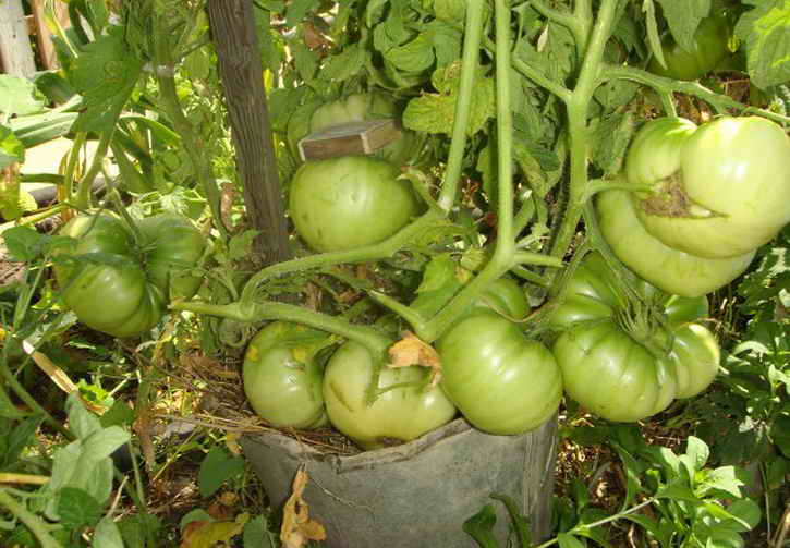 Как выращивать томаты в ведрах