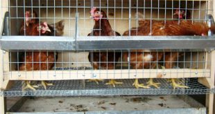 Клетки для содержания птицы