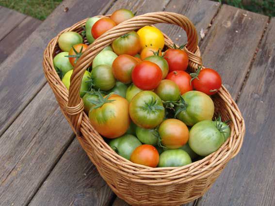 В какие сроки лучше убирать помидоры