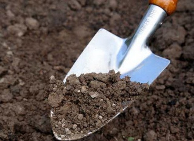 Как раскислить почву