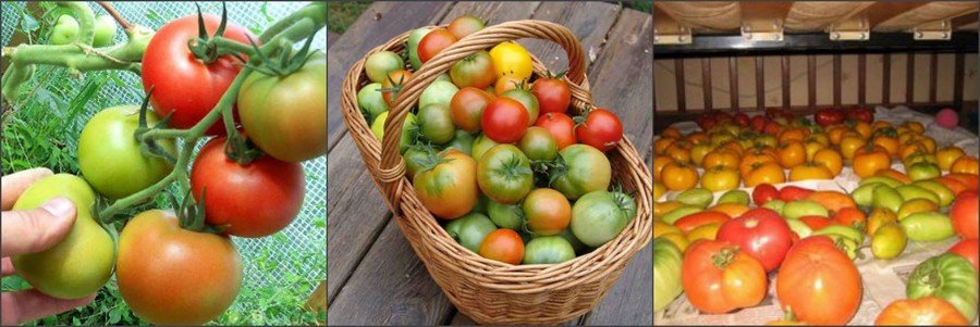 Закладываем томаты на хранение правильно