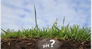 Как отрегулировать кислотность почвы на огороде