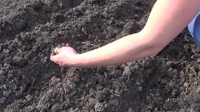 Как сажать лук севок – советы опытных огородников + Видео