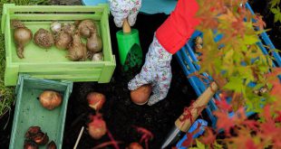 Осенняя посадка луковичных цветов: основные правила