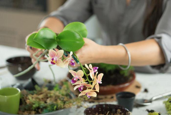 Как сделать субстрат для орхидей