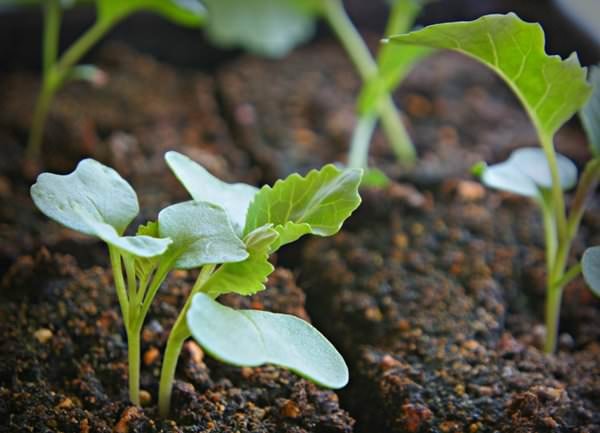 Зачем выращивать рассаду кольраби?