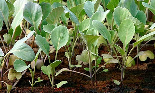 Как вырастить брокколи на огороде: от посадки рассады до сбора урожая