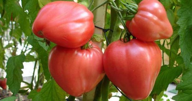 Выбираем лучшие сорта помидоров для теплицы из поликарбоната — рассматриваем все параметры