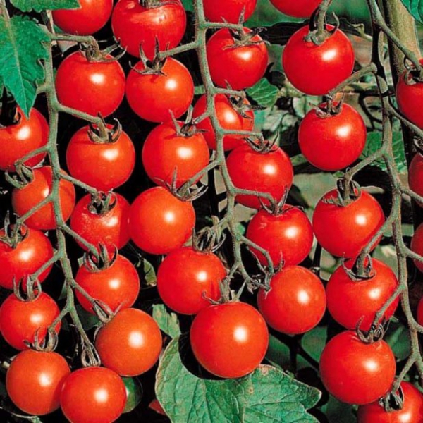 Выбираем лучшие сорта помидоров для теплицы из поликарбоната — рассматриваем все параметры