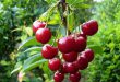 Почему не плодоносит черешня