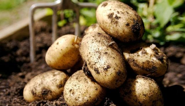 14 хитростей по выращиванию картофеля