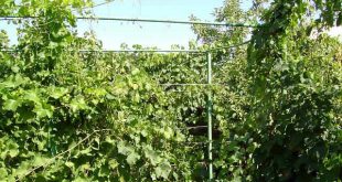 Виноград: какая шпалера лучше