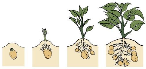 Какие удобрения лучше использовать для картофеля при посадке в лунку — личный опыт