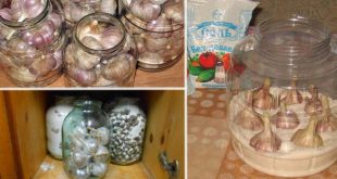Где и как хранить чеснок в домашних условиях на зиму