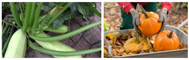 Как увеличить урожай тыквы и кабачков