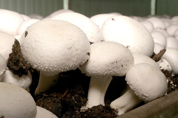 Выращивание шампиньонов разными способами: посадка и уход за грибами