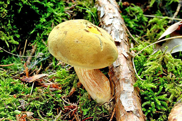 Как отличить настоящие грибы моховики от ложных