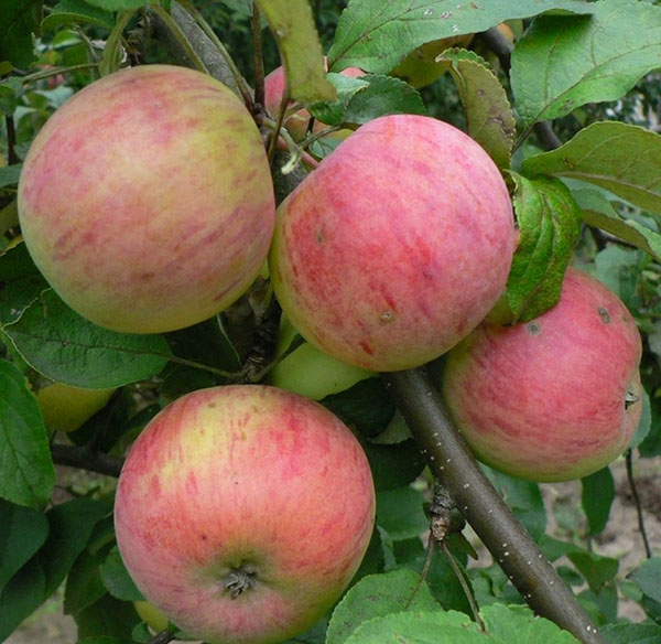 Яблоня сорта Штрейфлинг осеннее полосатое для вашего участка